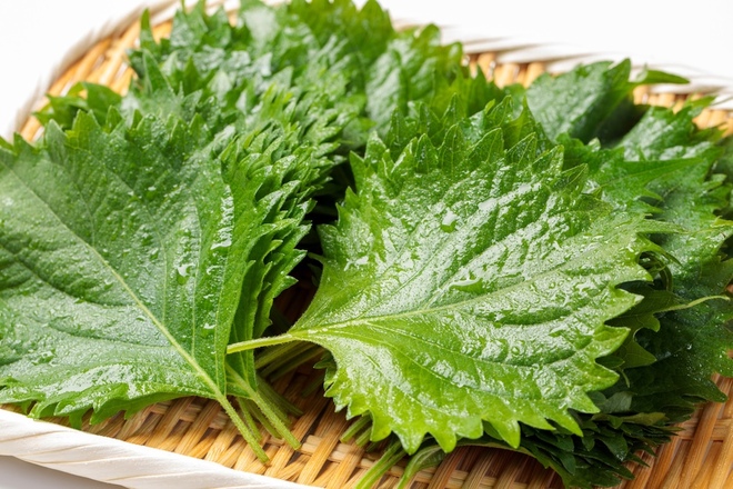 エゴマ葉エキス