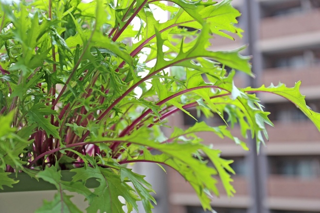 レタスやミズナなどの葉物野菜
