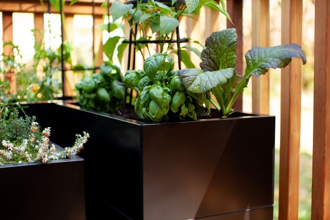 バジルやミントなどのハーブ類