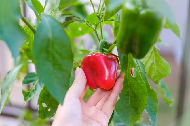 ピーマンやパプリカ