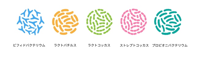 乳酸菌の形態