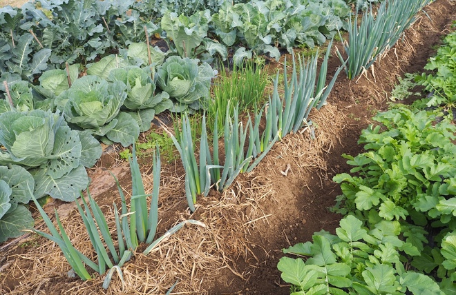 野菜に必要な面積は？