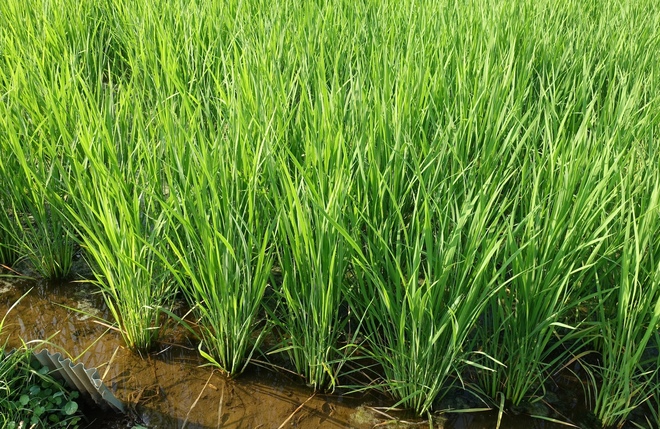 米に必要な面積はどれくらい？