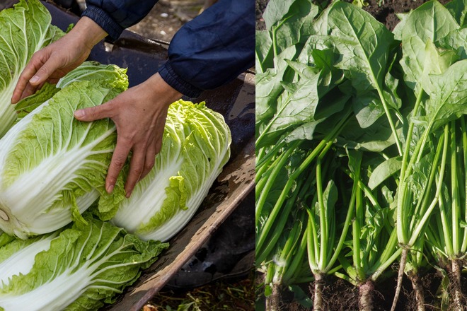 気温差が激しい日は野菜が甘くなる