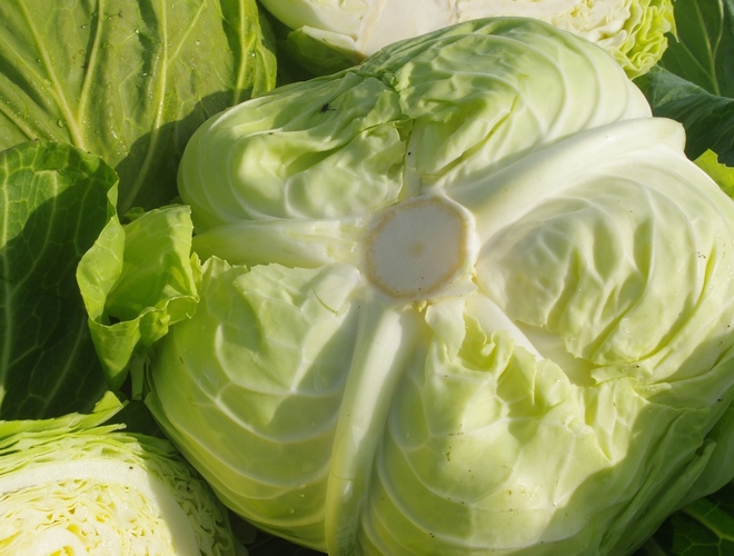 変色していないキャベツの芯
