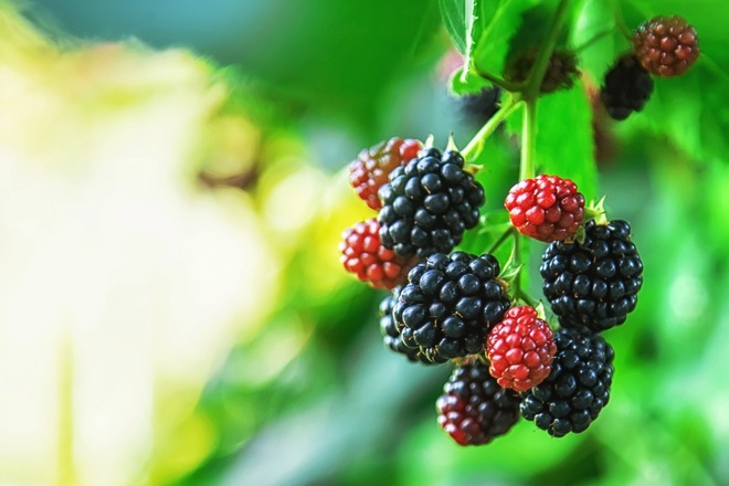 ブラックベリー