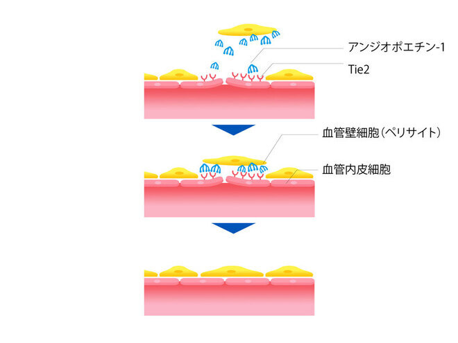 アンジオポエチン1とTie2が結合