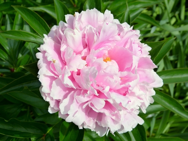 芍薬（シャクヤク）根エキス