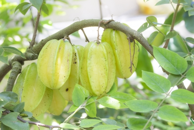 スターフルーツ葉エキス