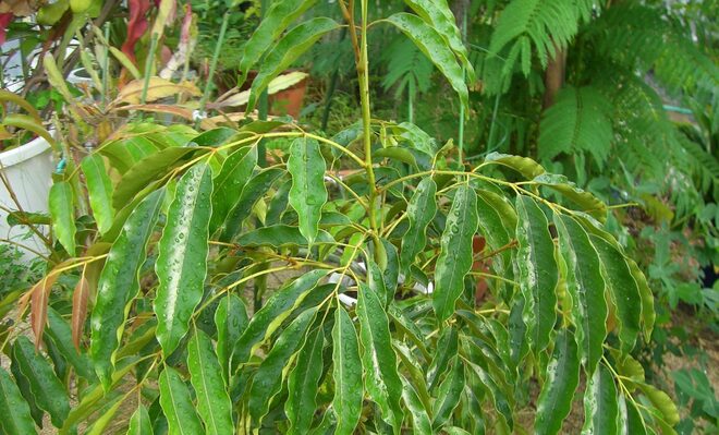 黄杞（コウキ）エキス