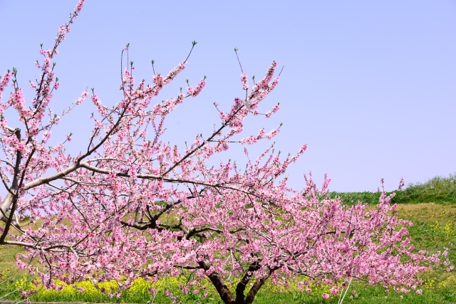 桃の花