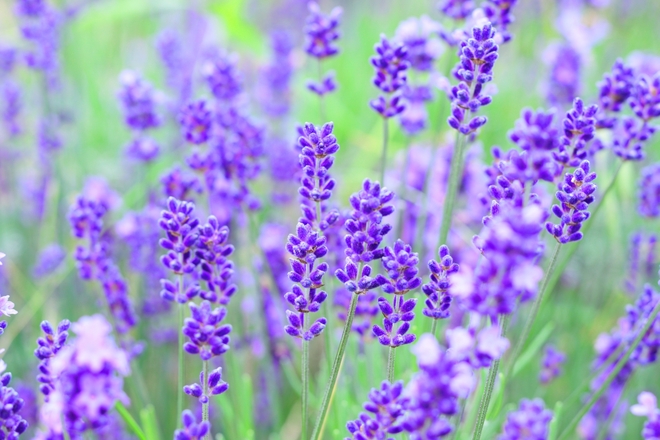 ラベンダー