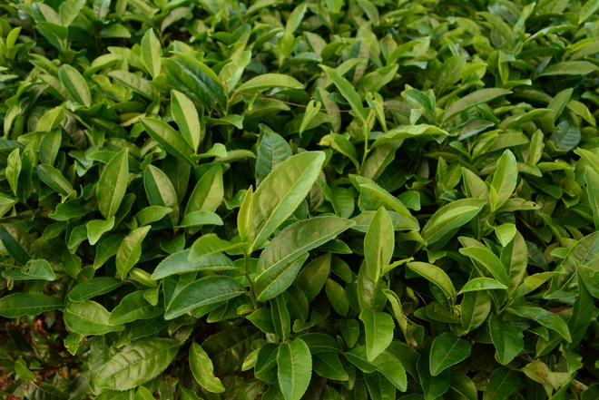 チャノキ（茶の木）