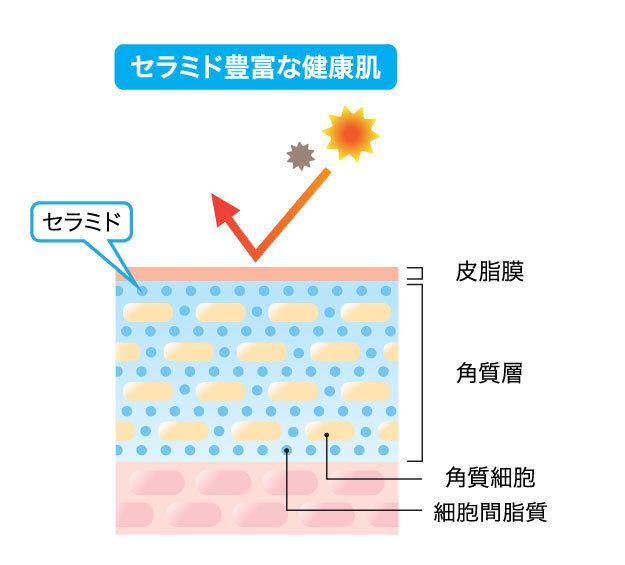 健康な肌の機能