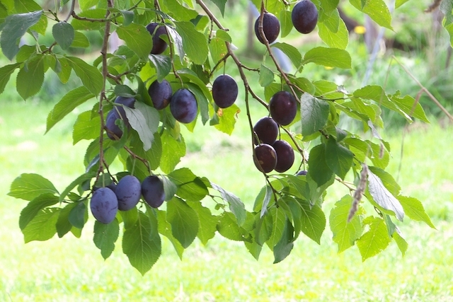 プルーン（西洋すもも）