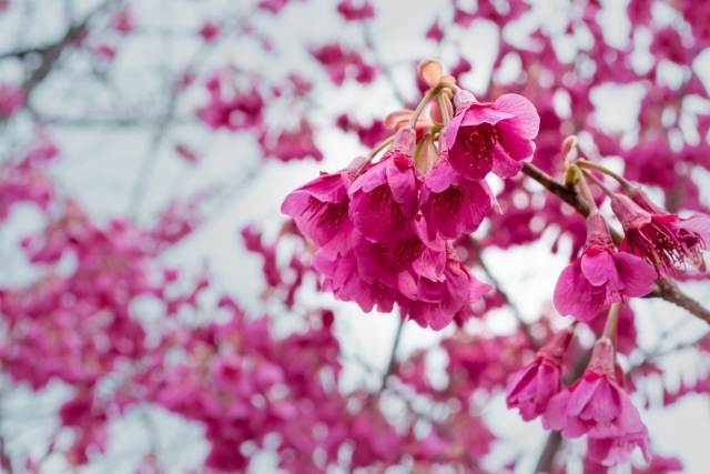 カンヒザクラ（寒緋桜）