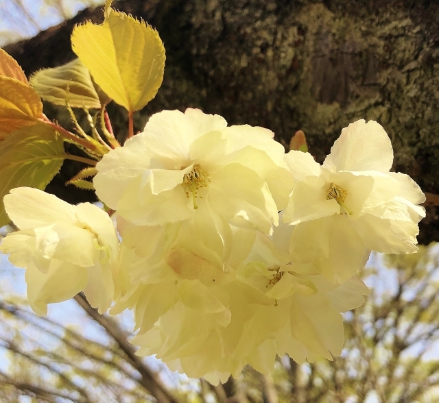 ウコンザクラ（鬱金桜）