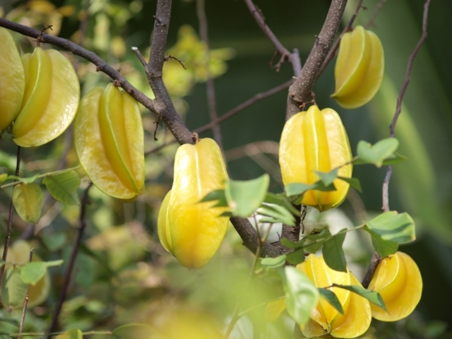 スターフルーツ