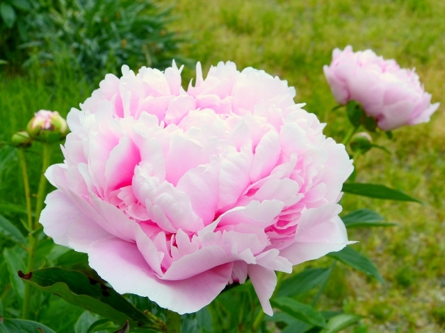 シャクヤクエキス