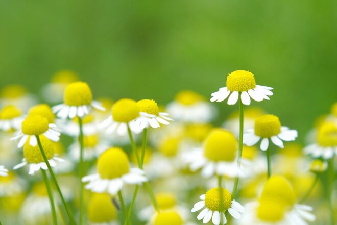 カモミラエキス
