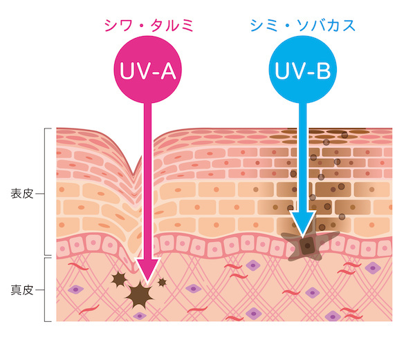 UV-A波とUV-B波