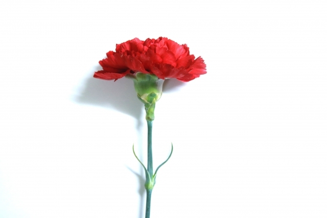 スタンダードカーネーション