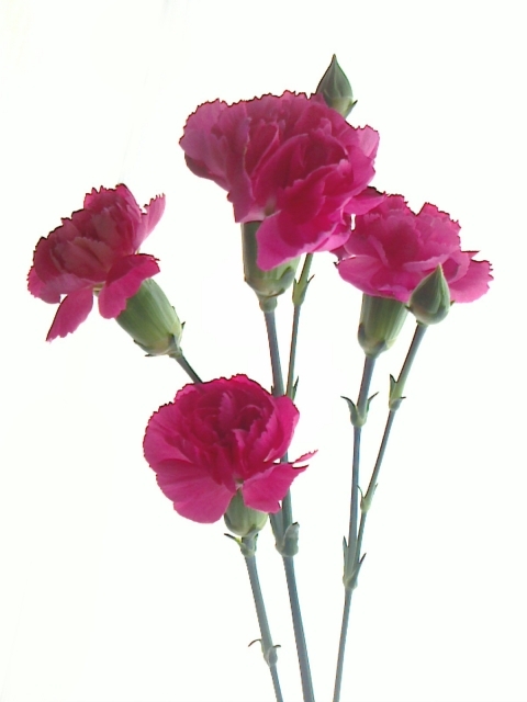 スプレー（枝分かれ）カーネーション