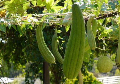 ヘチマの使い道は、タワシ?料理?化粧水?ヘチマの使い方を紹介!