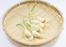 スプラウトにんにくVS普通のにんにく？！優秀なのはスプラウトにんにく？