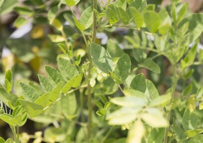 身近な化粧品や医薬品、お菓子や調味料に含まれるカンゾウ（甘草）の効能とは？