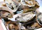 牡蠣（カキ）