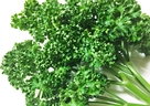 パセリ