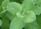 ペパーミント(セイヨウハッカ)