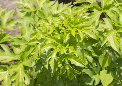 明日葉（アシタバ）