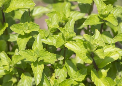 イエルバ・ブエナ