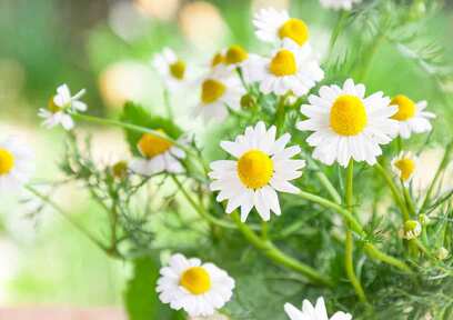 カミツレ（カモミール）