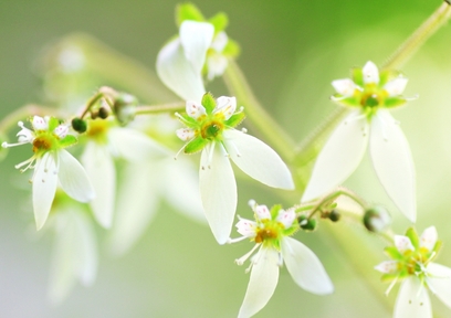 民間薬のユキノシタの驚くべき効果効能とは
