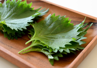 日本のスーパーフード「青じそ」の種類、「大葉」と「青じそ」の違いは？
