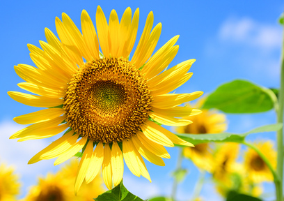 生活習慣病や動脈硬化の予防に効果あり?!「ひまわりの種」の食べ方