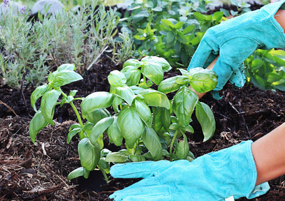 初心者におすすめする！自宅で簡単に育てることができるハーブ5選