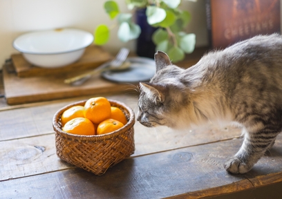 みかんの特徴的な栄養素とは？みかんのさっぱりレシピも紹介