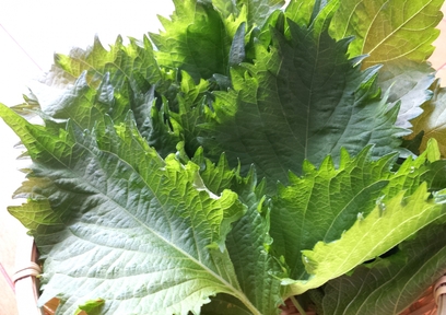 青じその健康効果と「 青じそとしらすの和風ジェノベーゼパスタ」レシピ