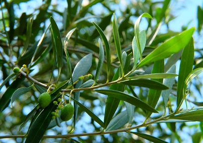 ヨモギエキスとオリーブ葉エキスが世界的化粧品アワード「BSB Innovation Award 2021」で高評価