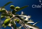 2020年の環境パフォーマンス指数ラテンアメリカ・カリブ諸国で１位「チリ」の取り組み〜オリーブオイル〜