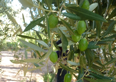 オリーブの実の簡単でおいしい食べ方を紹介