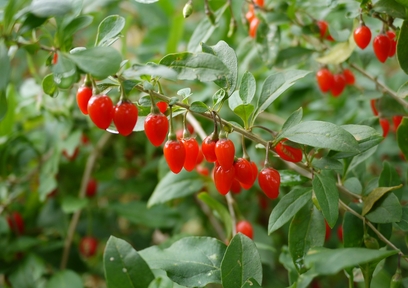 不老長寿の薬「クコ」の実の効果効能