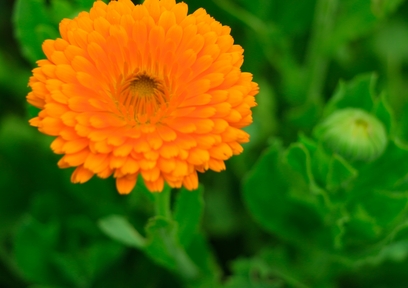 トウキンセンカ