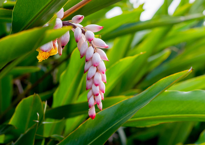 肌の老化に良い！？月桃の効果効能を徹底解説！