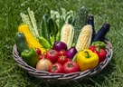 夏野菜の上手な摂取で夏を乗り切ろう