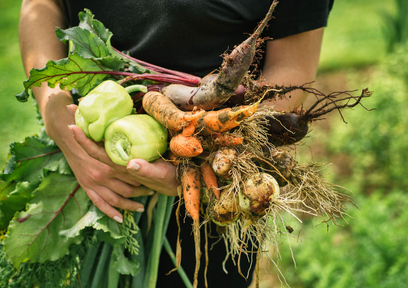 有機農産物の魅力とは？注目される理由とは？